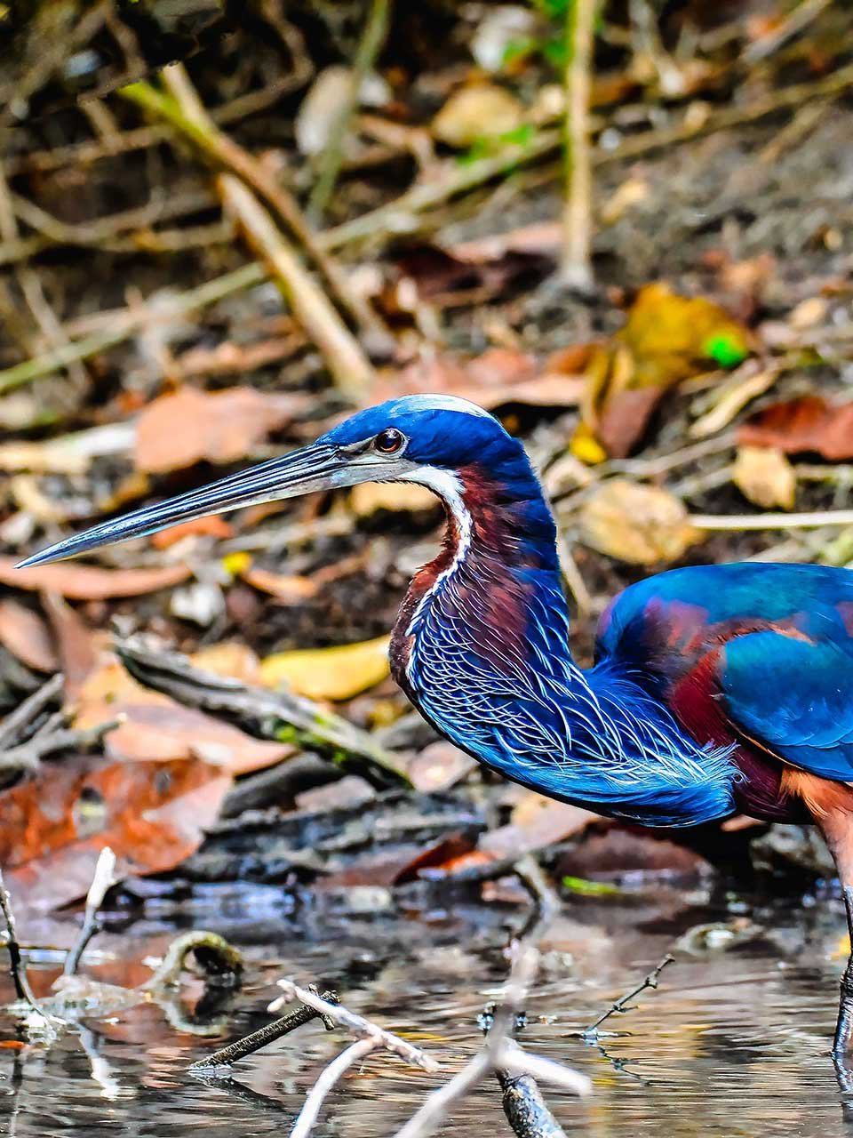 Agami-Heron