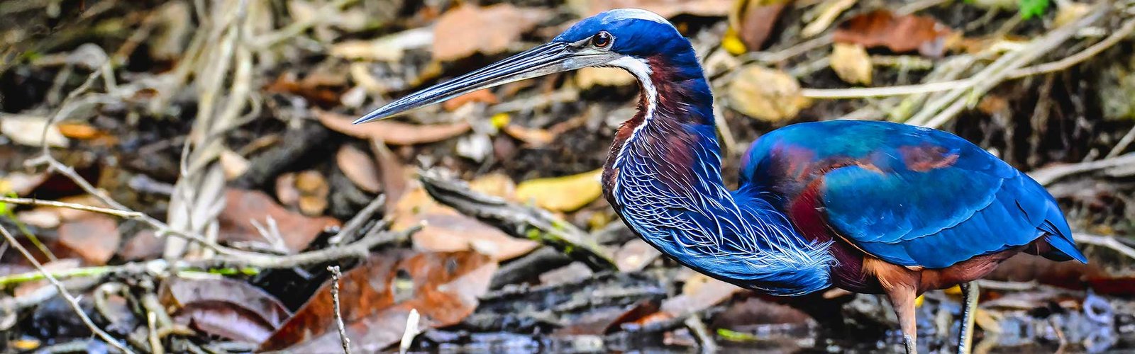 Agami-Heron-banner The Birds of Guatemala Lowlands