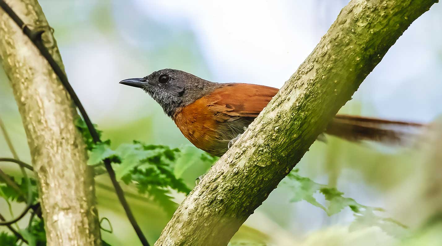 Birding-&-Landscape