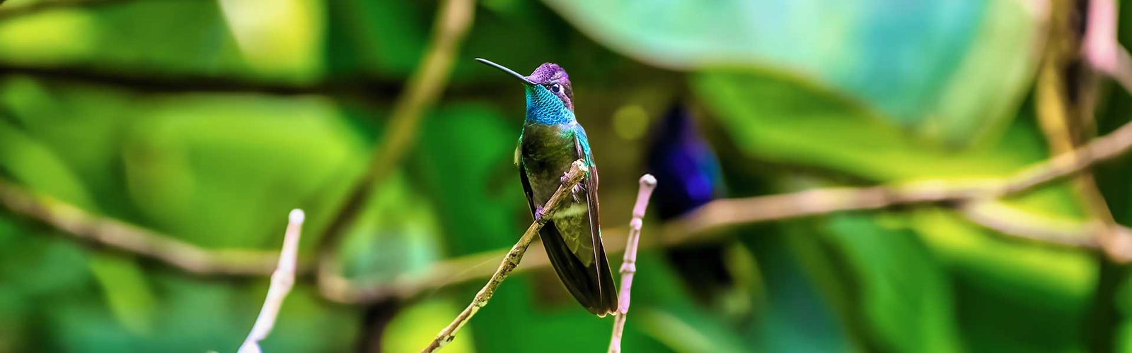 Birding in Guatemala