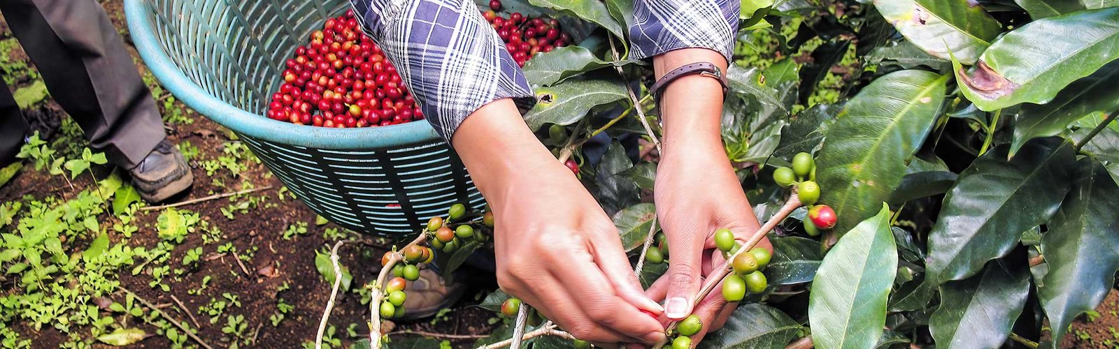 Coffee-Tour-Antigua---banner Antigua Guatemala Coffee Tour