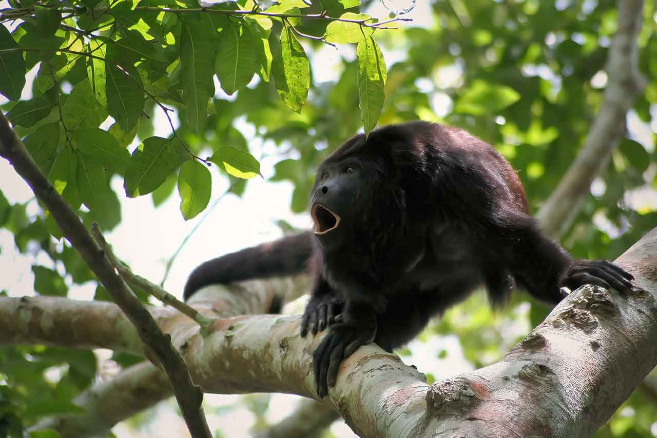 Howler-Monkey