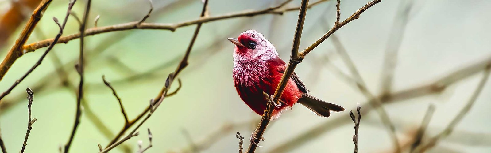  The Birds of Guatemala Highlands