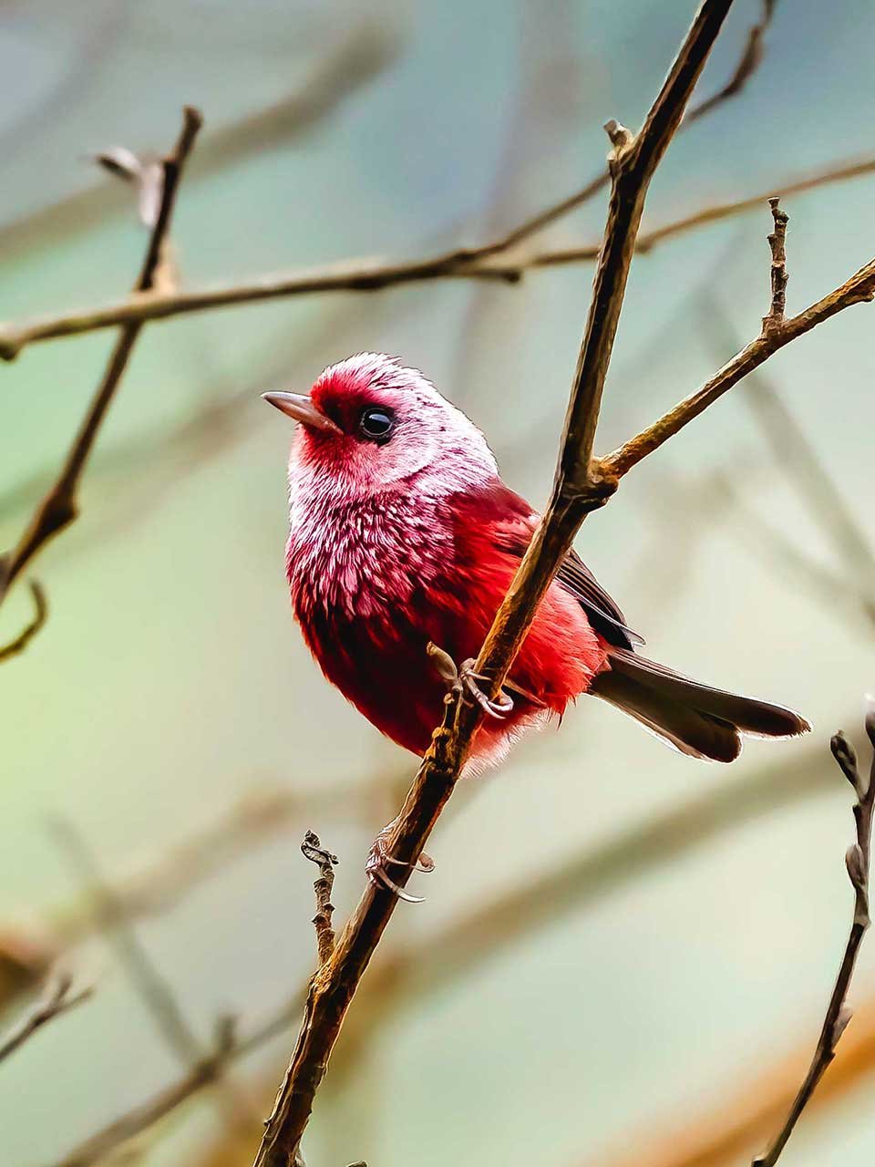 Pink-headed-Warbler