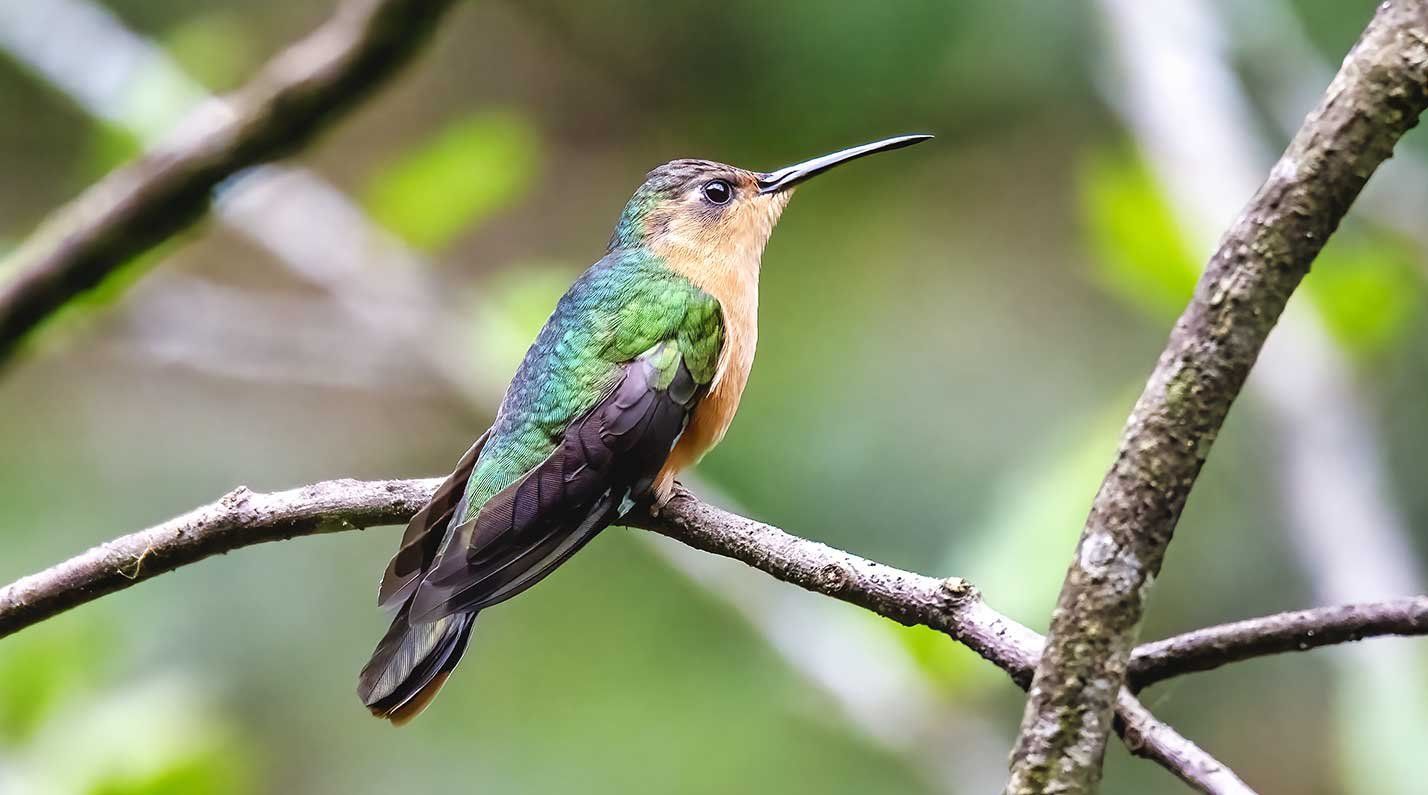 Rufous-Sabrewing